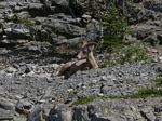Cdn Rockies Adventure (Aug 2010) - Canmore - 040
